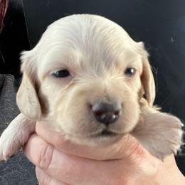 Cora - Cream female Dachshund puppy in Bigfork, Minnesota from Dachshunds Up North