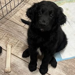 Snoopy - Black male Goldendoodle puppy in Scottsdale, Arizona from Daniel’s Doodles