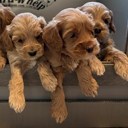 Romeo - Red male Cockapoo puppy in Roseville, California from Darby Park Doodles