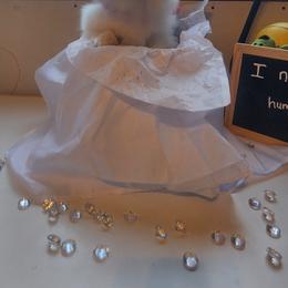 Pomeranian Puppies from Fancy Paws Pomeranians