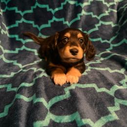 Delilah (Akc) - Black and cream female Dachshund puppy in Madera Acres, California from AllStarDachshunds