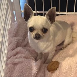 Tofu - Chihuahua