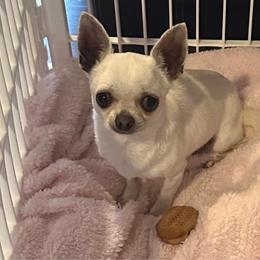Tofu - Chihuahua