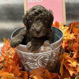 Bernedoodle and Sheepadoodle Puppies from Fur-ever Doodles
