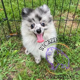 AKC FLYNT - male Pomeranian puppy in Watkins Glen, New York from Wicked Spirits Pomeranians