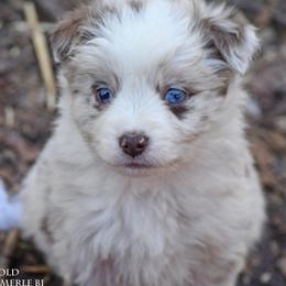 Neo - Red merle male Miniature Australian Shepherd puppy in Patterson, North Carolina from DreamLine Aussies