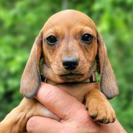 Keeper - Red female Dachshund puppy in Mountain Grove, Missouri from Blueprint K9 Dachshunds- www.BlueprintK9.com