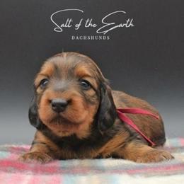 Maroon Collar ON HOLD - Red female Dachshund puppy in Zebulon, North Carolina from Salt of the Earth Dachshunds