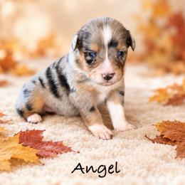 Angel - Blue merle female Australian Shepherd puppy in Howardsville, Virginia from Spectacular Aussies and Cavaliers