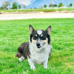 Frank - Pembroke Welsh Corgi