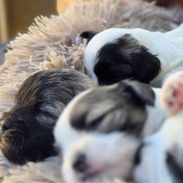 Mal-Shi Puppies from Gemstone Exclusive Pups of Florida