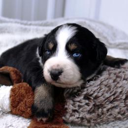 Onyx - Black tri-color male Australian Shepherd puppy in Falcon, Missouri from www.maubachranch.com