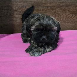 Trixy Girl 3 - Brindle female Shih Tzu puppy in Meadows Of Dan, Virginia from Walt’s Shih Tzus