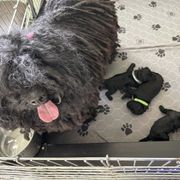 Puli Puppies from Bowmaker Pulik