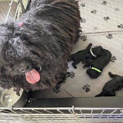 Puli Puppies from Bowmaker Pulik