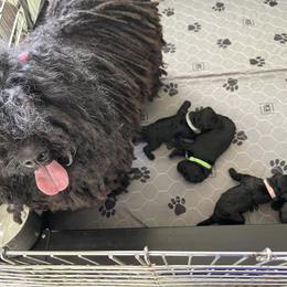 Puli Puppies from Bowmaker Pulik