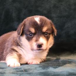 Sparkler - Black and tan female Pembroke Welsh Corgi puppy in Arcanum, Ohio from Weissway Corgis