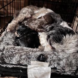 Maltipoo Puppies from Boujee Life Depot
