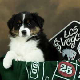 Australian Shepherds from Alaska Gold Kennels