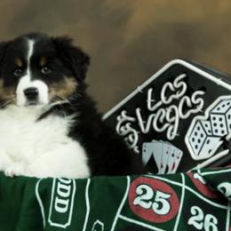 Australian Shepherds from Alaska Gold Kennels