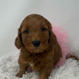 Aspen's Pink Female - Apricot female Goldendoodle puppy in Great Falls, Montana from Montana Goldendoodles
