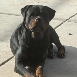 Rottweilers from Bad to the bone Rottweiler kennel