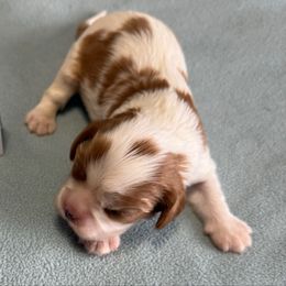Girl 1 - Blenheim female Cavalier King Charles Spaniel puppy in Clintonville, Wisconsin from Whispering Meadows Performances Horses and Cavalier King Charles Spaniels