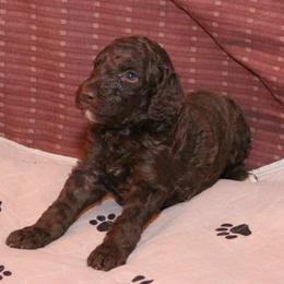 Poodle Puppies from RK'S Pets