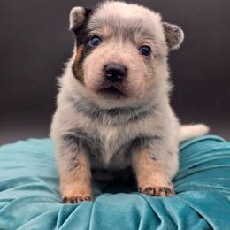 (Blue) Blue Male - Blue speckled male Australian Cattle Dog puppy in Burleson, Texas from Bluebonnet Heelers
