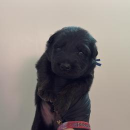 Eagle - Bi-color male German Shepherd puppy in Knowlton Township, New Jersey from Augenblick Kennels