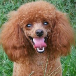 Yona - Poodle