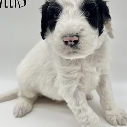 Bernedoodles from Arctic Studs