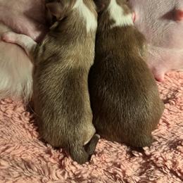 Zena - Chocolate sabled fawn female Chihuahua puppy in South Charleston, Ohio from Fine Whines & Lickers