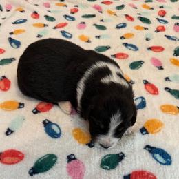 Blitzen - Black tri-color male Australian Shepherd puppy in Harrah, Oklahoma from Kamm's Aussies