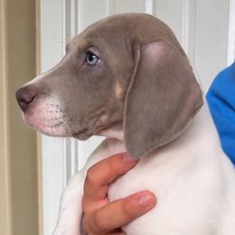Stevie - Mantle female Great Dane puppy in Florida from Beachside Kennels