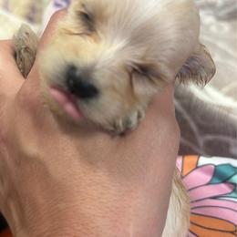 Ripley - Tan female Morkie puppy in Winston Salem, North Carolina from Patty’s Paws