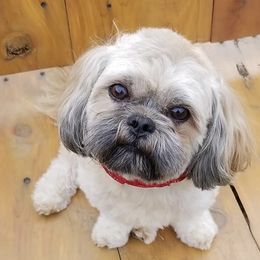 Shih Tzus from SCS Shih Tzus