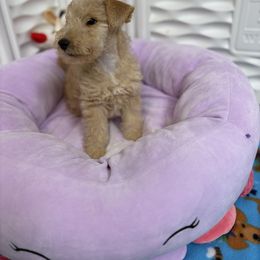 Airedale Terrier, Lakeland Terrier, and Norfolk Terrier Puppies from Hi-Kel Terrydale Lakeland Terriers and Terrydale HK Airedales & Norfolk Terriers