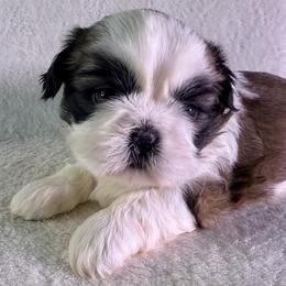 Carmello - Red and white female Shih Tzu puppy in Winston Salem, North Carolina from Little Miracles Shih Tzu