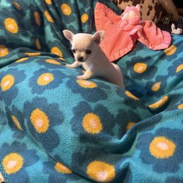Twinkle - Cream and white female Chihuahua puppy in Beaumont, Texas from Anastasia’s Tiny Pupps