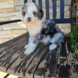 Scout - Blue merle male Bernedoodle puppy in Holtwood, Pennsylvania from Country Ridge Puppies