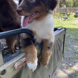 Miniature Australian Shepherd Puppies from Peace Creek Aussies