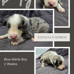 Dmitry - Blue merle male Australian Shepherd puppy in Abilene, Texas from S&K Aussies N' Rotties