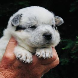 Sylvester - Blue mottled male Australian Cattle Dog puppy in Redding, California from Macushla Kennel