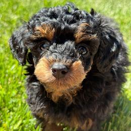 Superman - Poodle