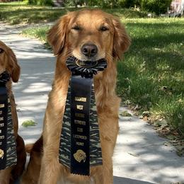 Golden Retrievers from Pitchpine Retrievers