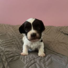 Jacob - Chocolate male Havanese puppy in Portage, Indiana from Happiness in Havanese