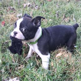 Nadia - Black brindle and white female Boston Terrier puppy in Smallett, Missouri from B's Bostons