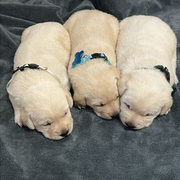 Yellow Boy 3 White Collar - Yellow male Labrador Retriever puppy in Beaverdam, Virginia from Gold Heart Labradors