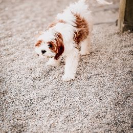 Cavapoo, Cavapoochon, and Companion Cross Puppies from Habibi Bears